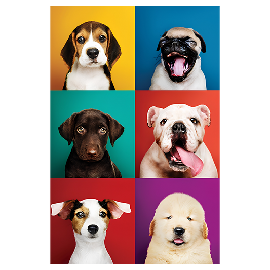 Puppy Portraits