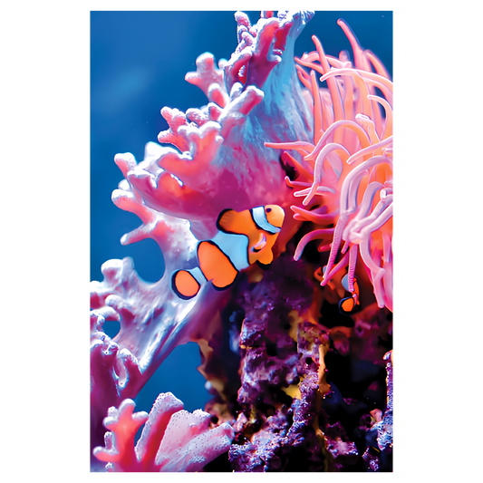 Angelfish
