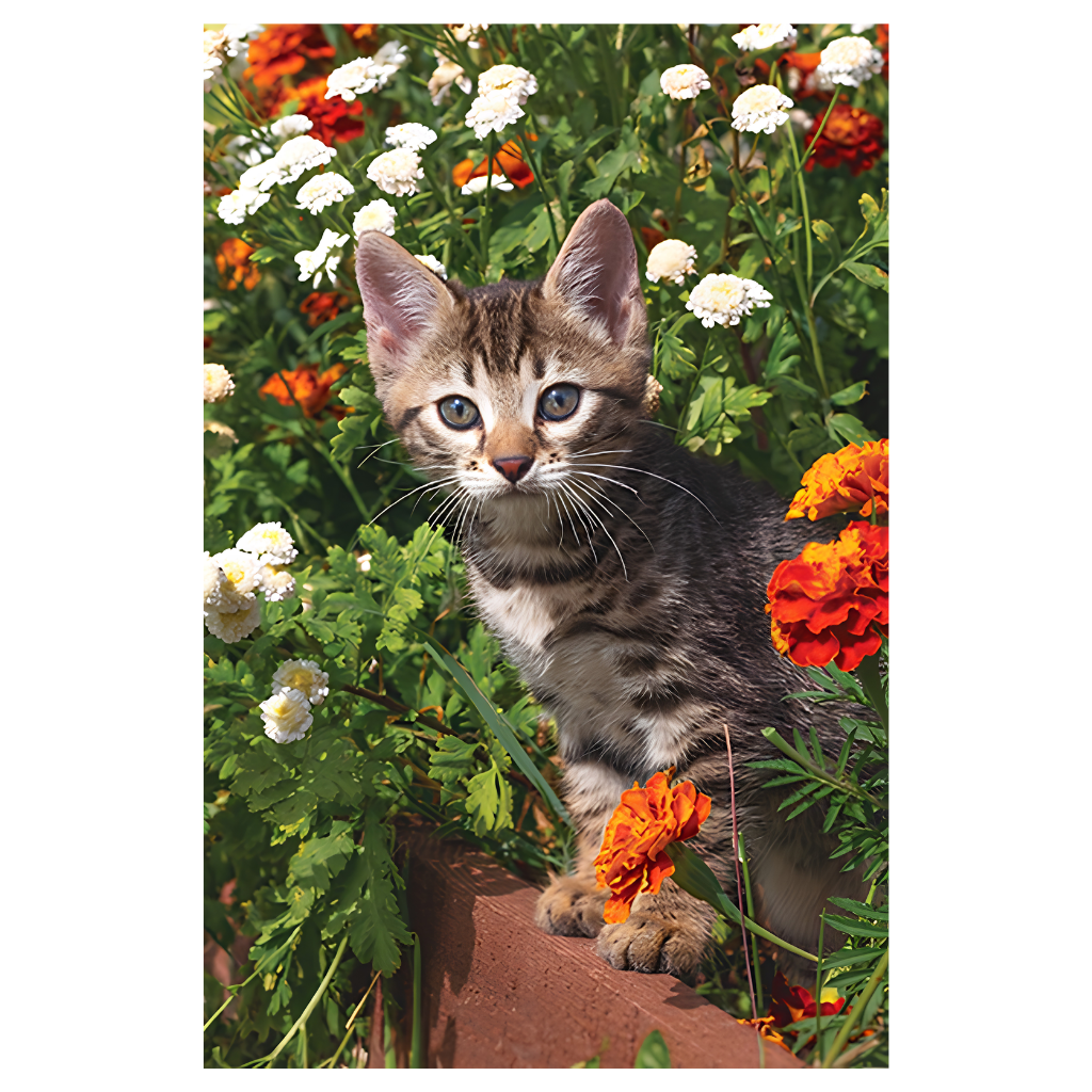 Cat In The Garden