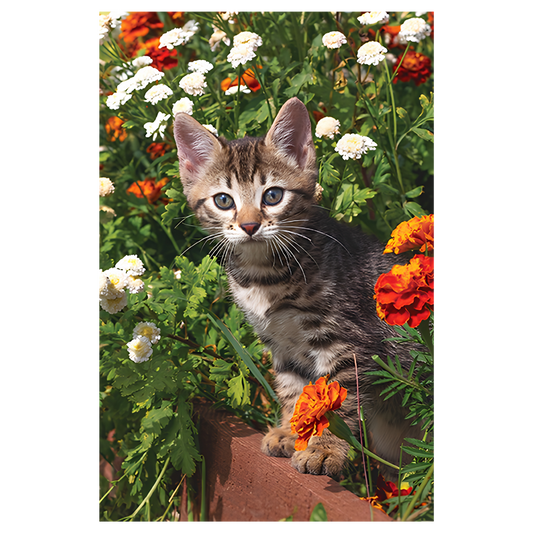 Cat In The Garden