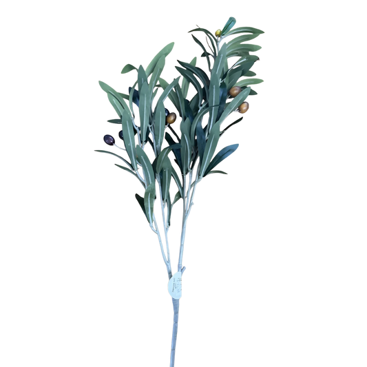 Life Botanicals Olive Stem With Fruit
