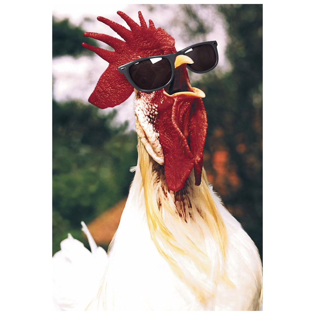 Rooster