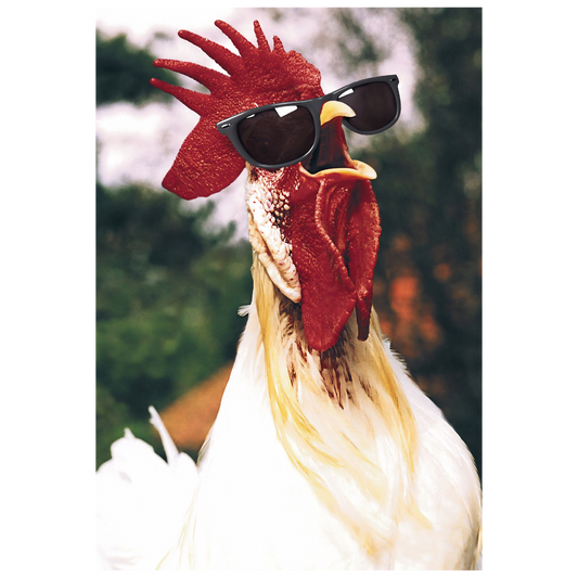 Rooster